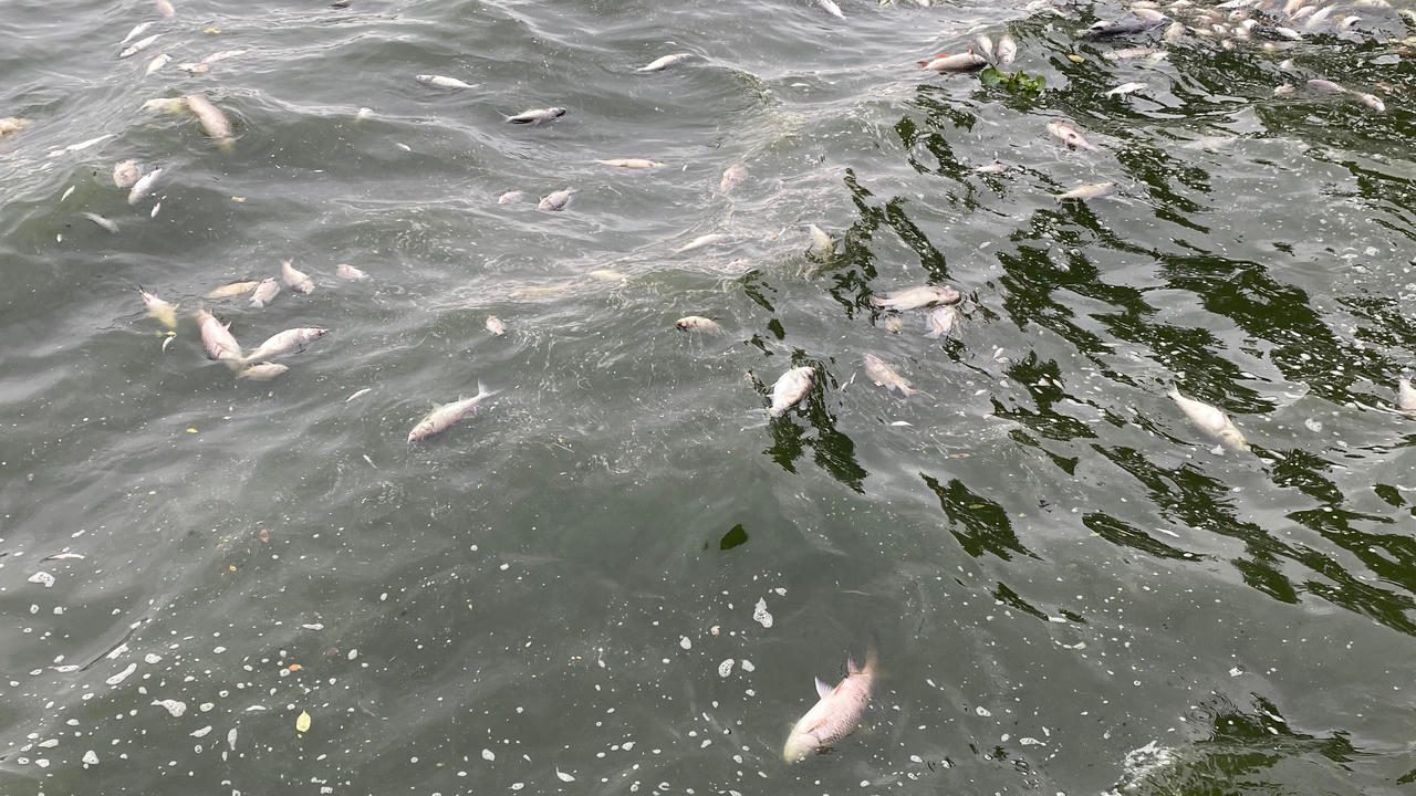 Cá chết nổi trắng mặt Hồ Tây vẫn tiếp diễn