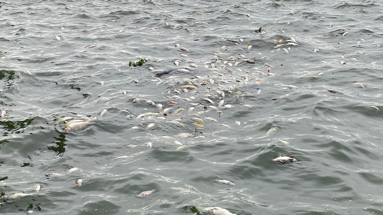 Cá chết nổi trắng mặt Hồ Tây vẫn tiếp diễn