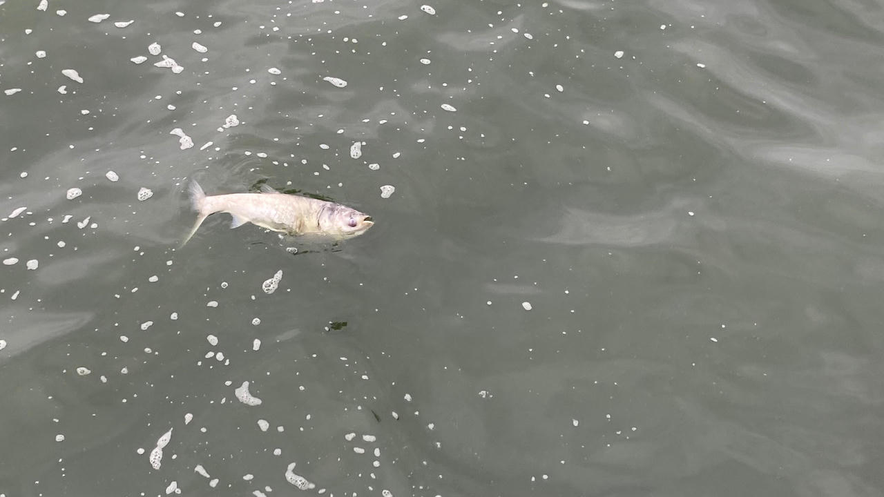 Cá chết nổi trắng mặt Hồ Tây vẫn tiếp diễn