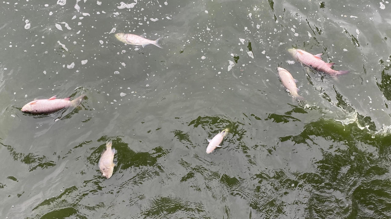 Cá chết nổi trắng mặt Hồ Tây vẫn tiếp diễn