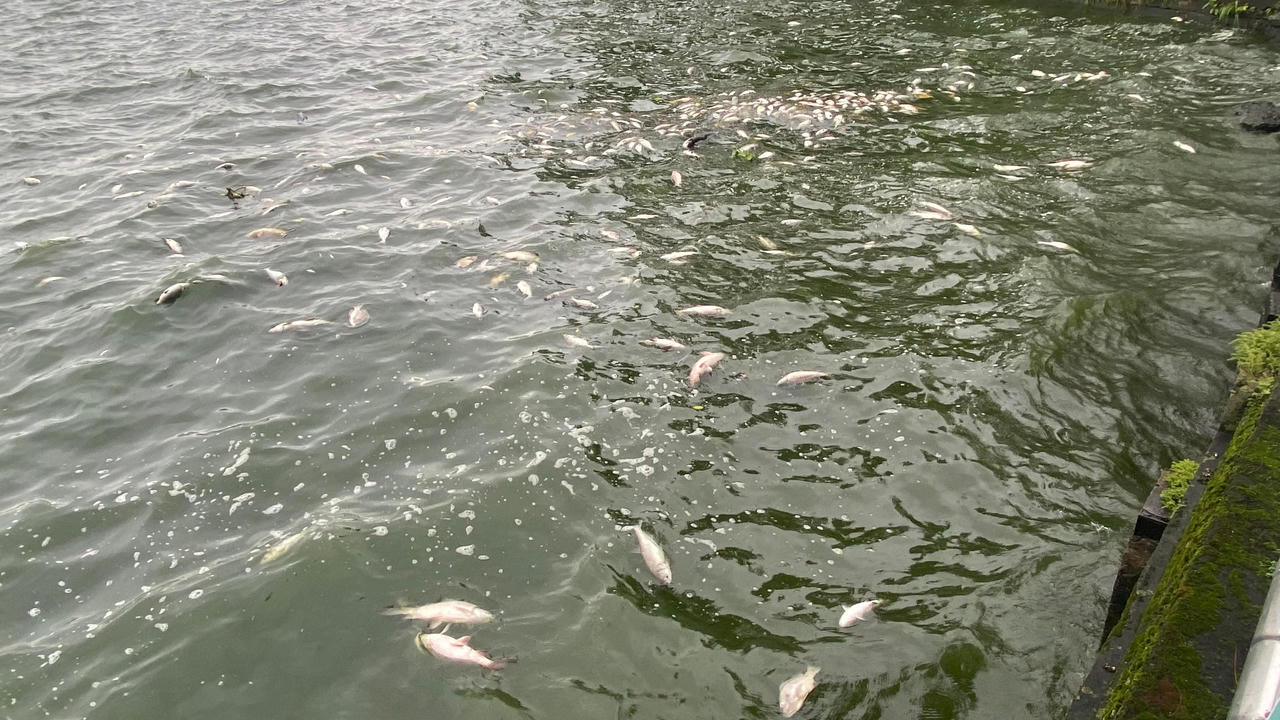 Cá chết nổi trắng mặt Hồ Tây vẫn tiếp diễn