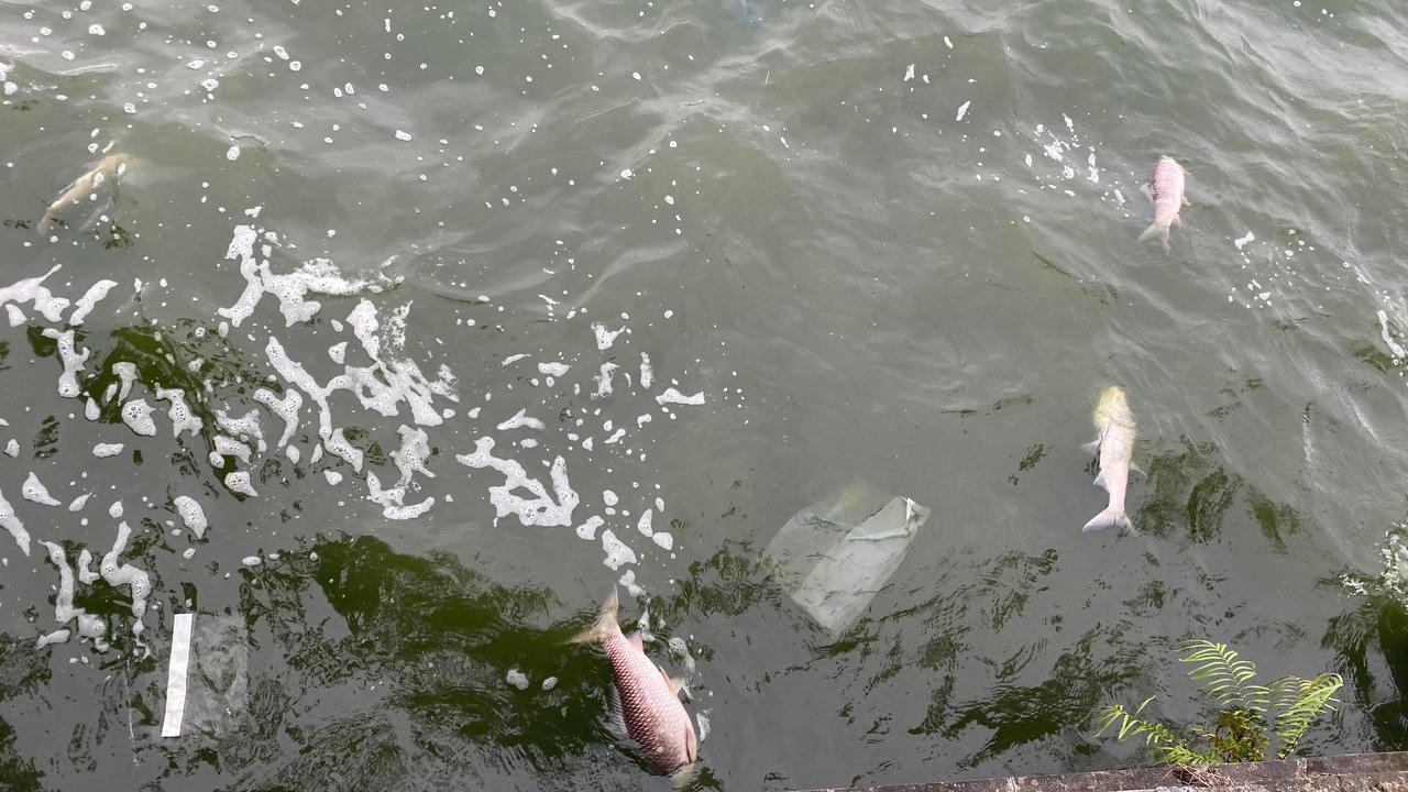 Cá chết nổi trắng mặt Hồ Tây vẫn tiếp diễn