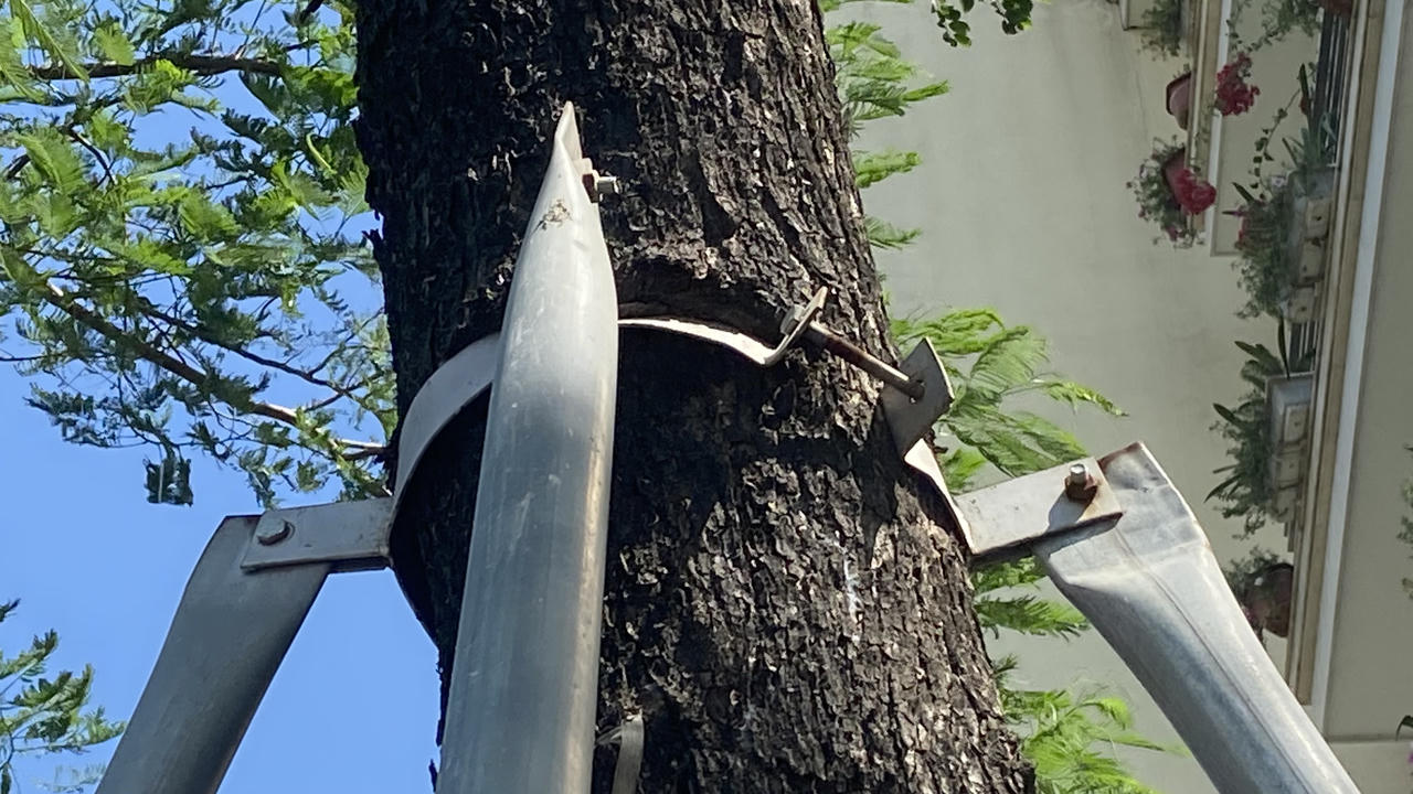 Loạt cây xanh bị 'đeo gông siết cổ' ở nội thành Hà Nội