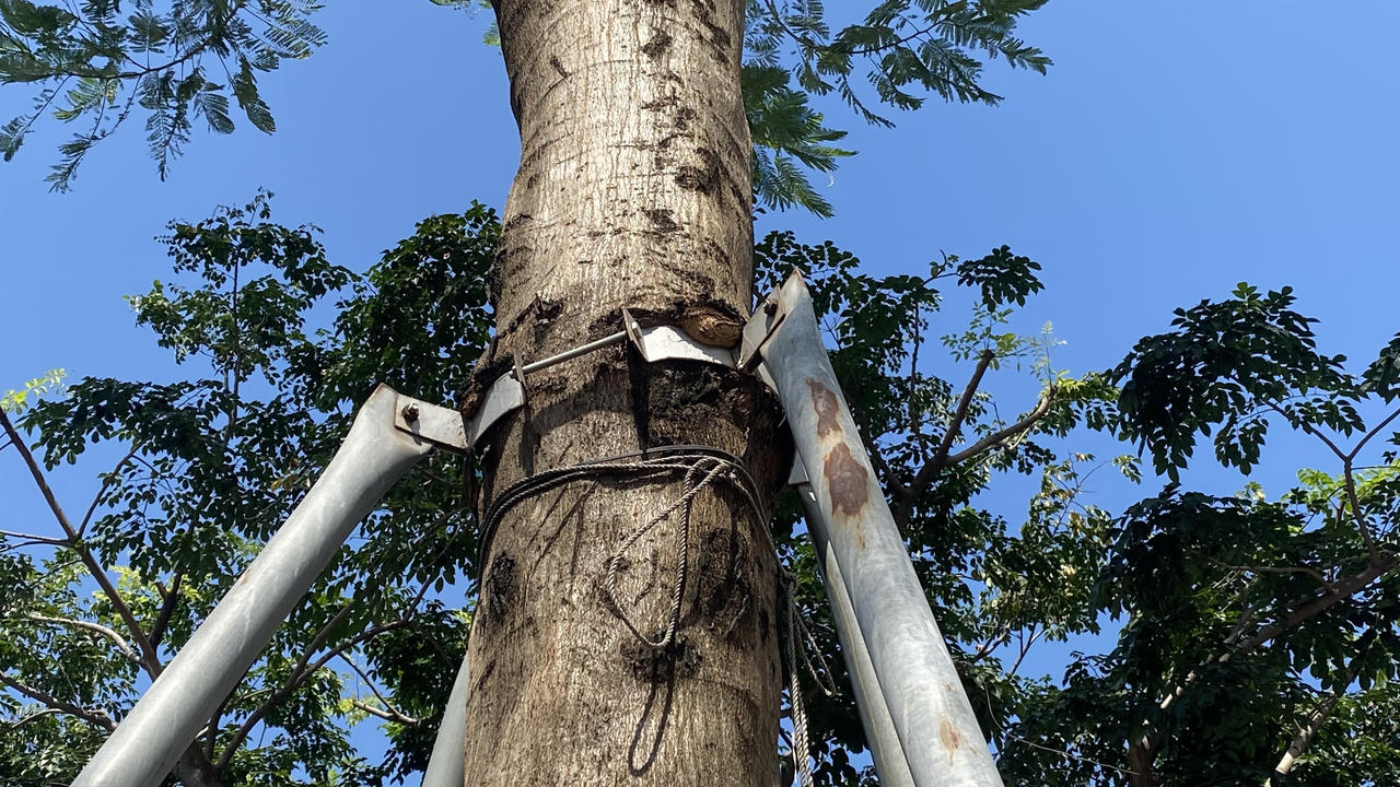 Loạt cây xanh bị 'đeo gông siết cổ' ở nội thành Hà Nội