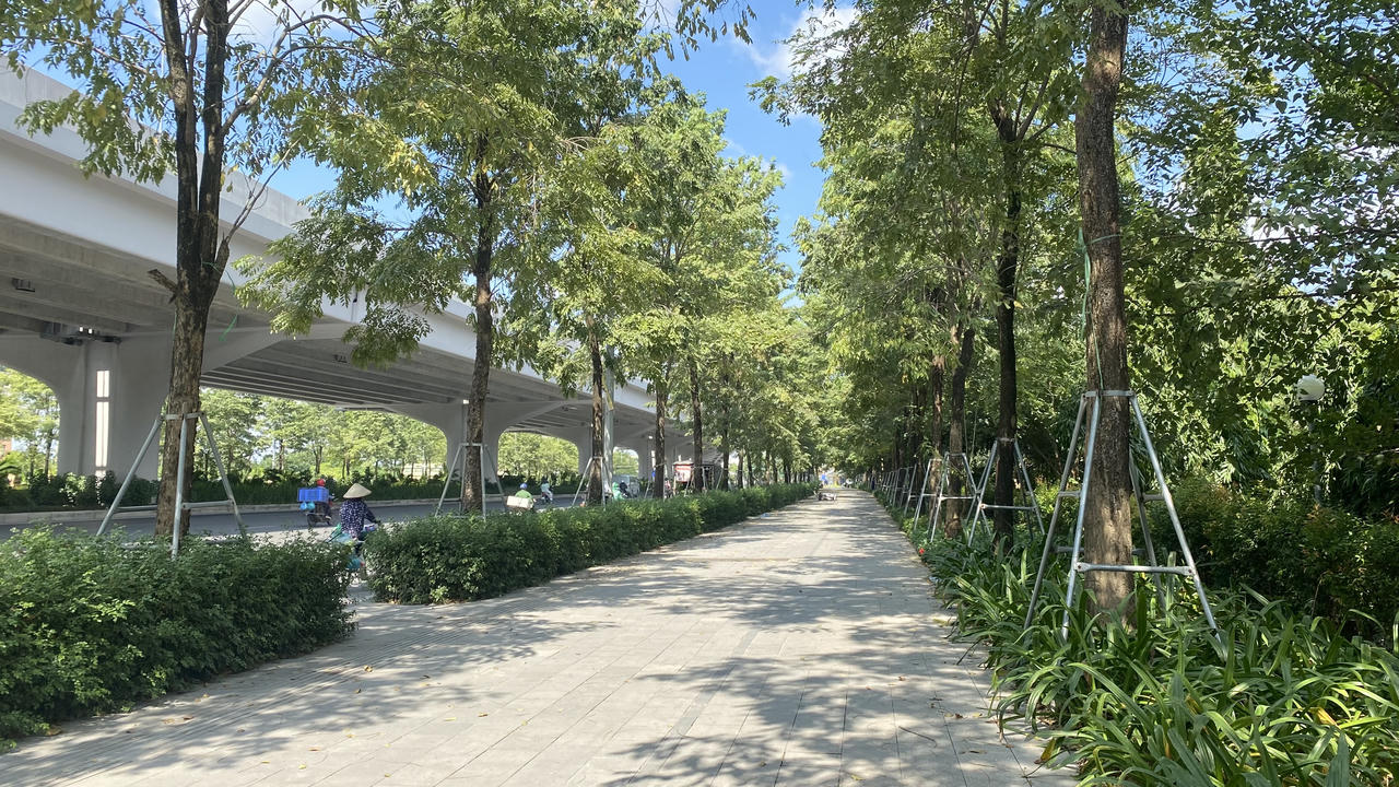 Loạt cây xanh bị 'đeo gông siết cổ' ở nội thành Hà Nội