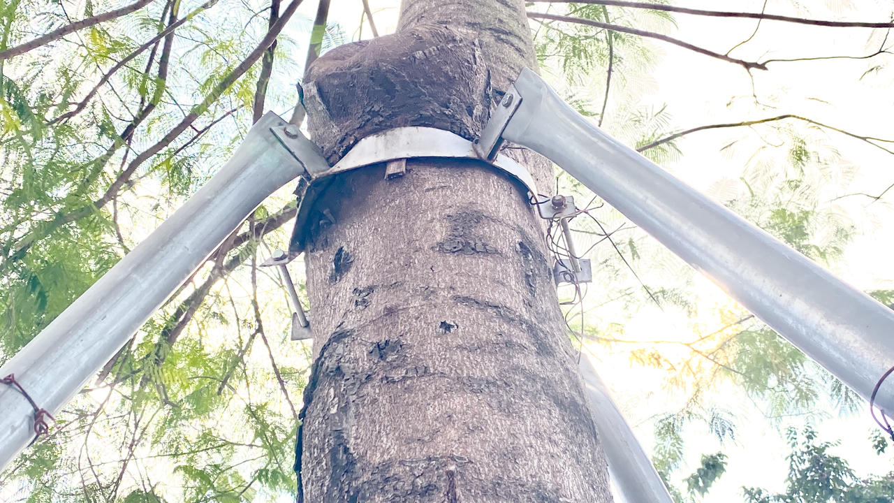 Loạt cây xanh bị 'đeo gông siết cổ' ở nội thành Hà Nội