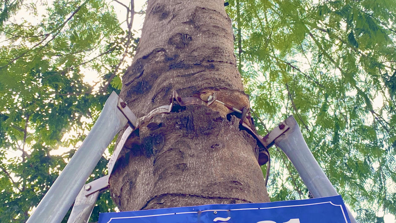 Loạt cây xanh bị 'đeo gông siết cổ' ở nội thành Hà Nội