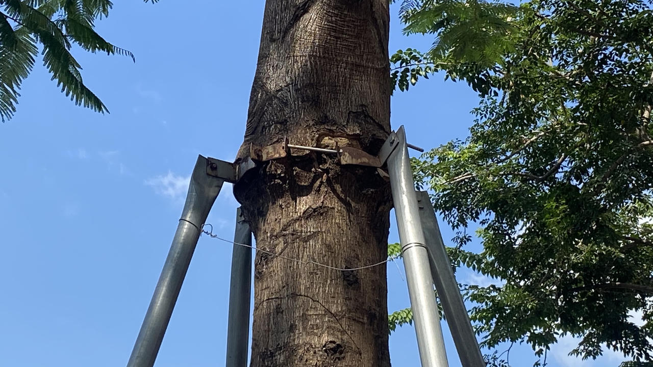 Loạt cây xanh bị 'đeo gông siết cổ' ở nội thành Hà Nội