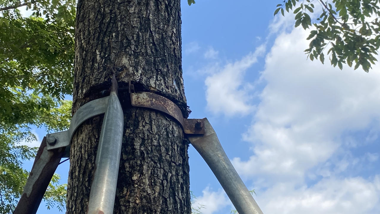 Loạt cây xanh bị 'đeo gông siết cổ' ở nội thành Hà Nội