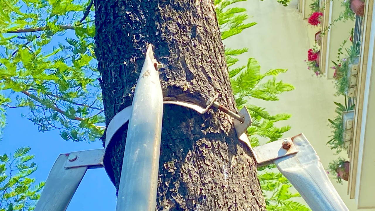 Loạt cây xanh bị 'đeo gông siết cổ' ở nội thành Hà Nội