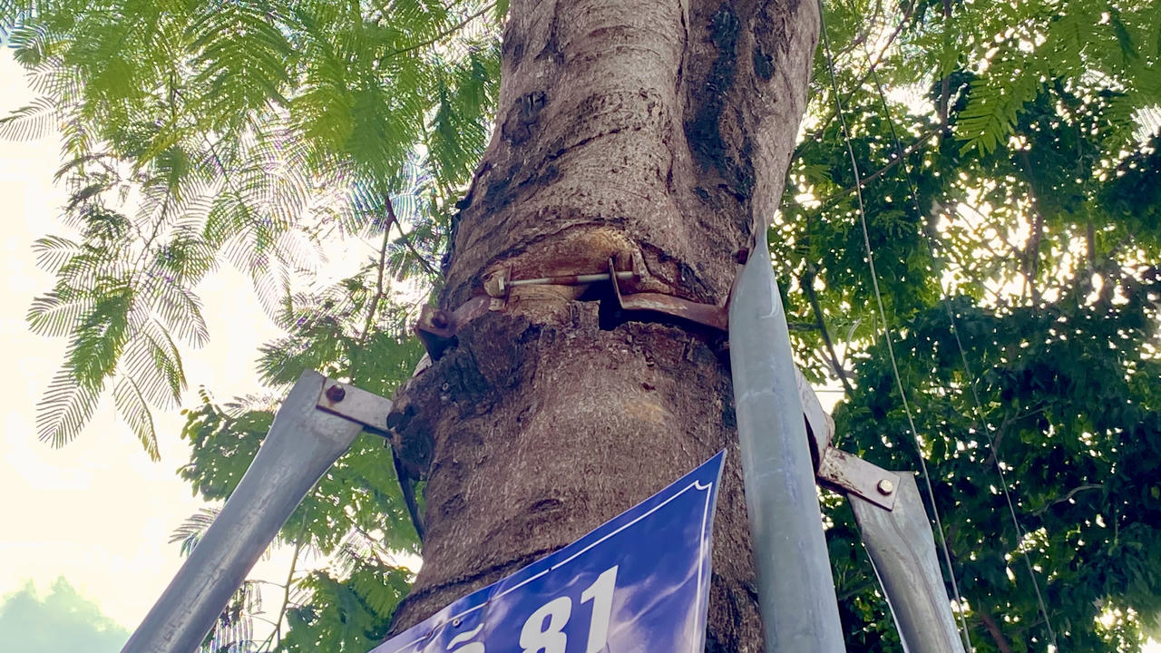 Loạt cây xanh bị 'đeo gông siết cổ' ở nội thành Hà Nội