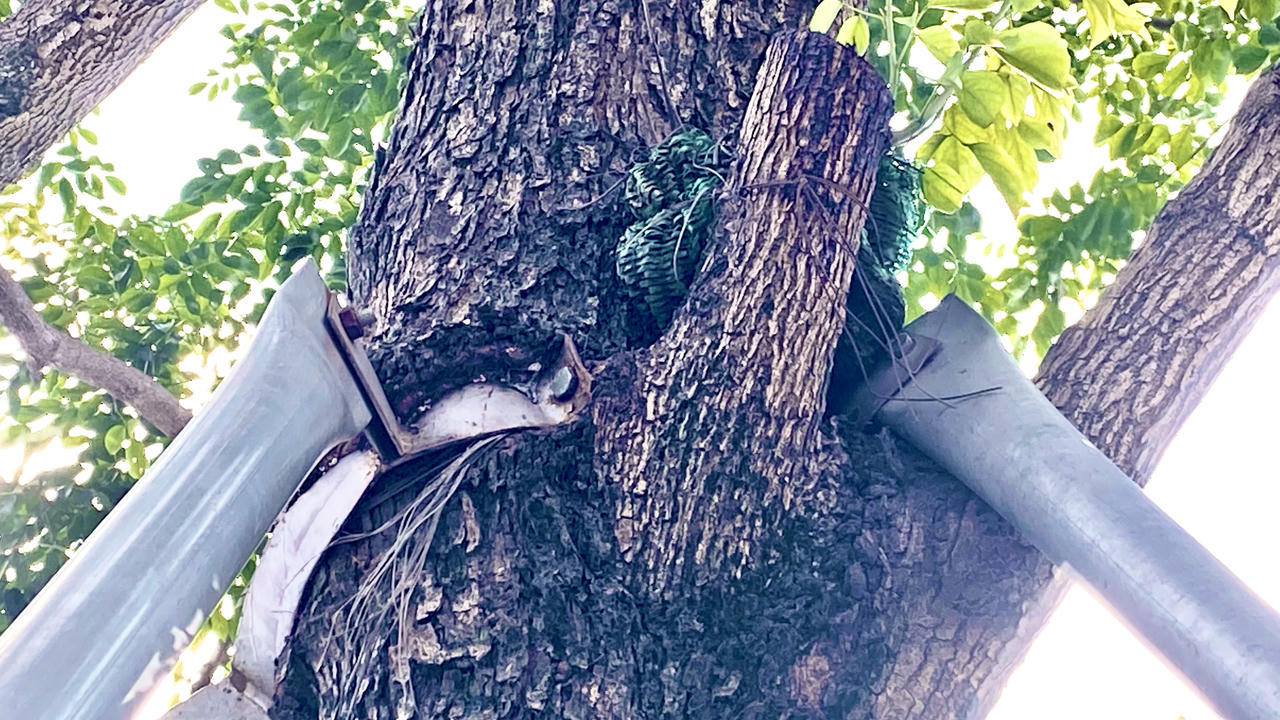 Loạt cây xanh bị 'đeo gông siết cổ' ở nội thành Hà Nội