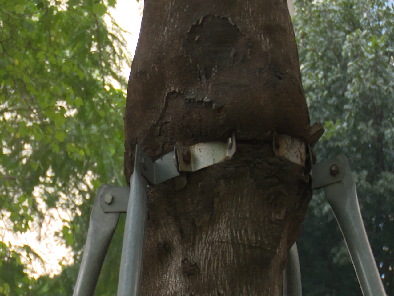 Loạt cây xanh bị 'đeo gông siết cổ' ở nội thành Hà Nội