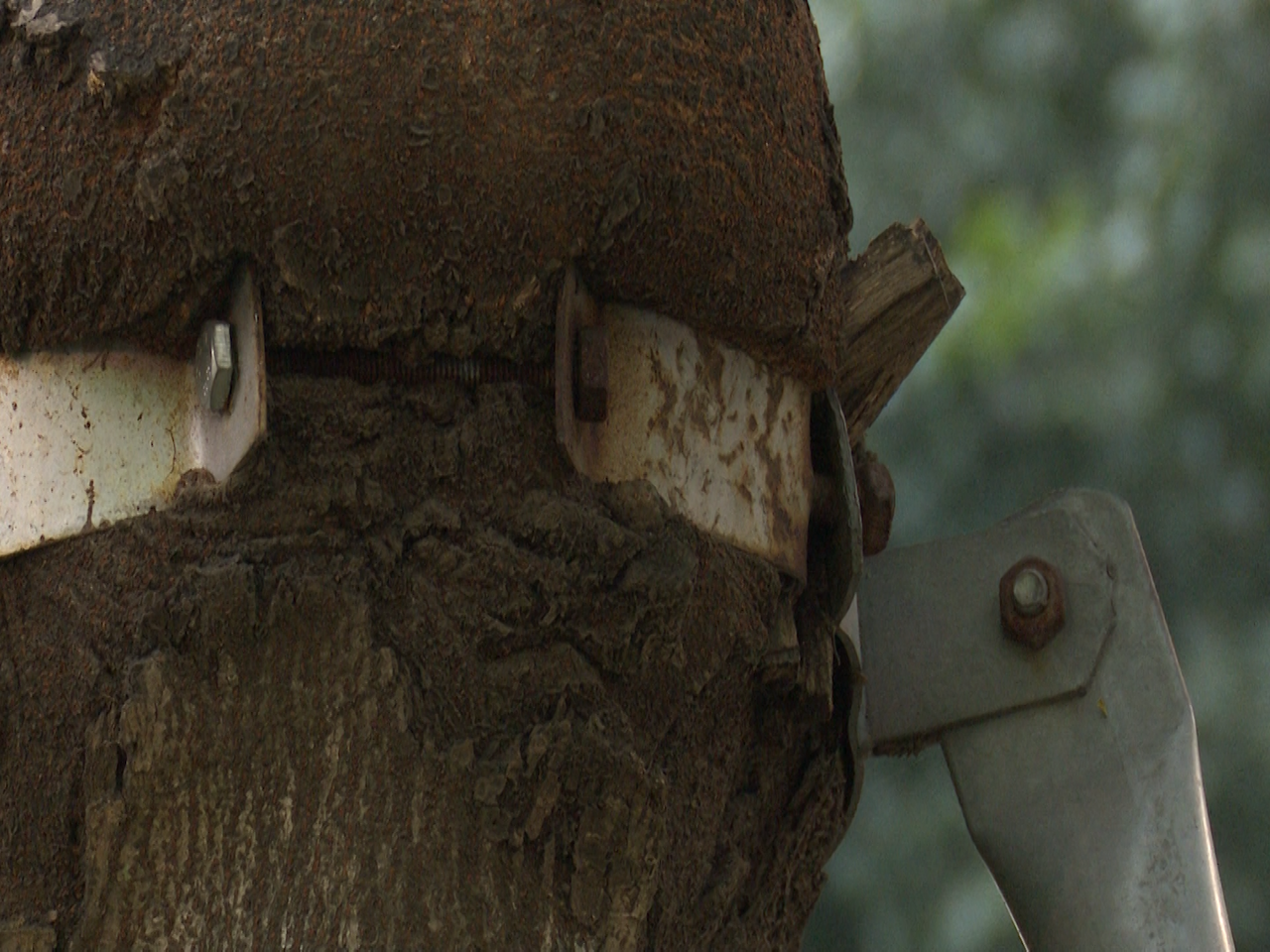 Loạt cây xanh bị 'đeo gông siết cổ' ở nội thành Hà Nội