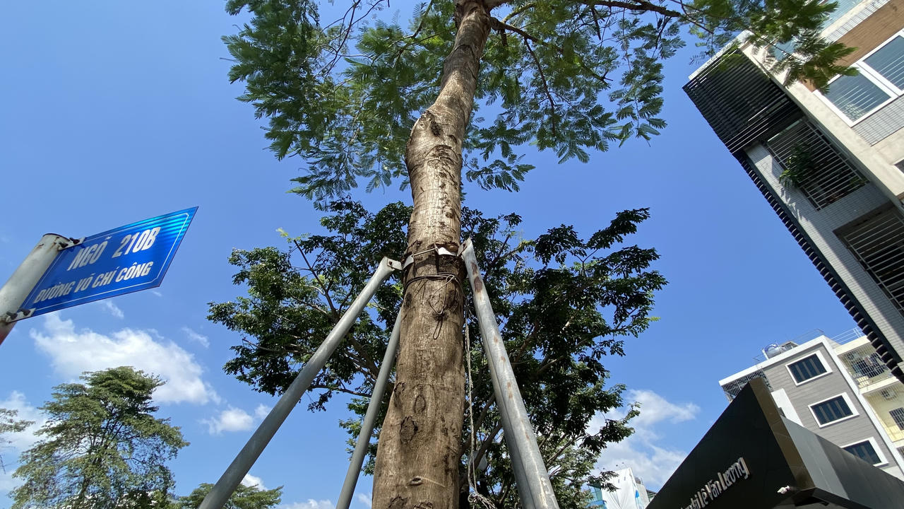 Loạt cây xanh bị 'đeo gông siết cổ' ở nội thành Hà Nội