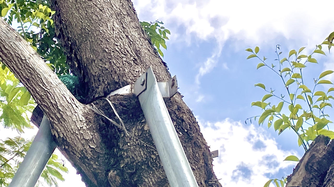 Loạt cây xanh bị 'đeo gông siết cổ' ở nội thành Hà Nội