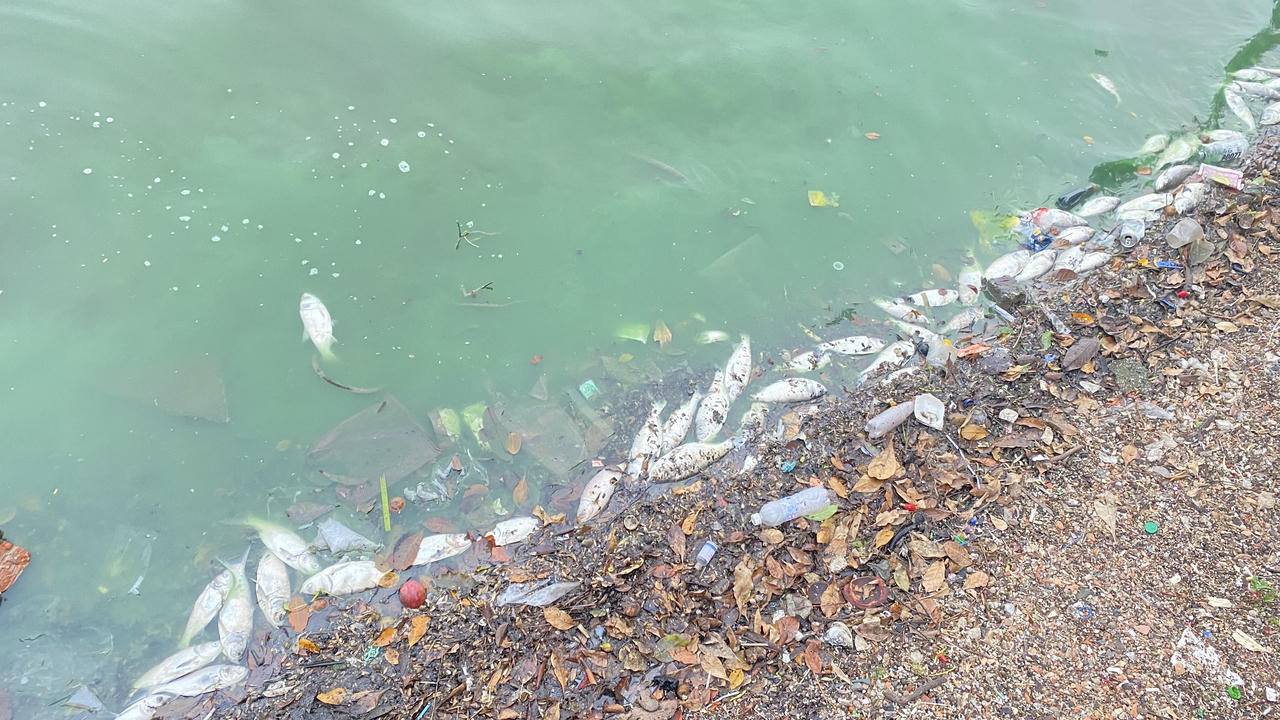 Nguyên nhân khiến cá chết hàng loạt tại Hồ Tây