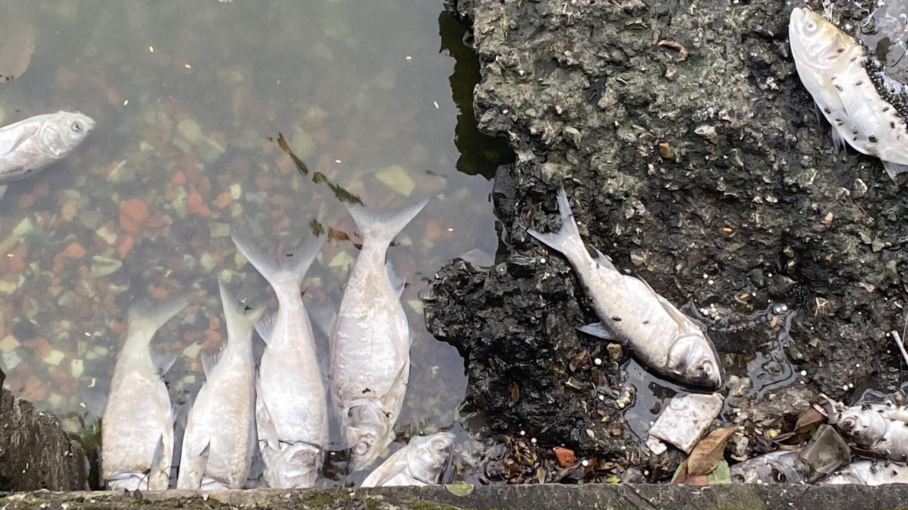 Nguyên nhân khiến cá chết hàng loạt tại Hồ Tây