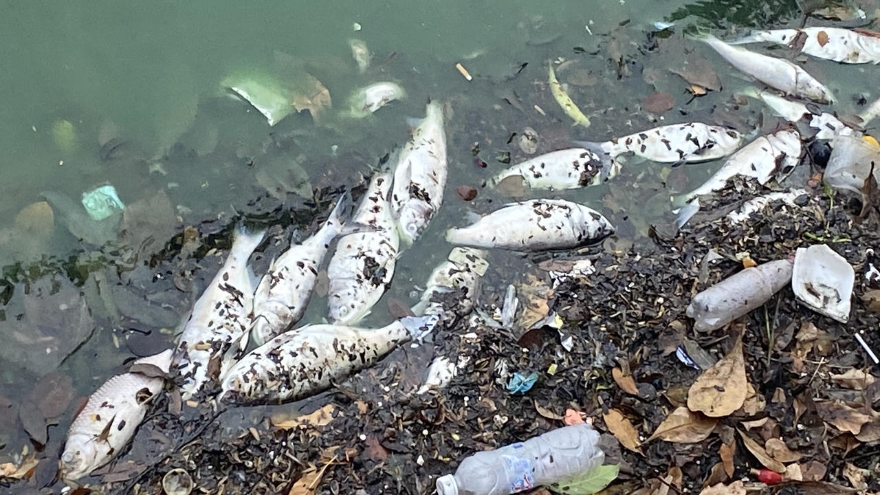 Nguyên nhân khiến cá chết hàng loạt tại Hồ Tây