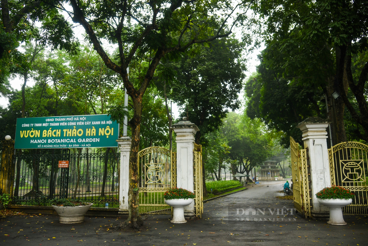 Loạt 'rừng cây' xinh xắn trong lòng Hà Nội 