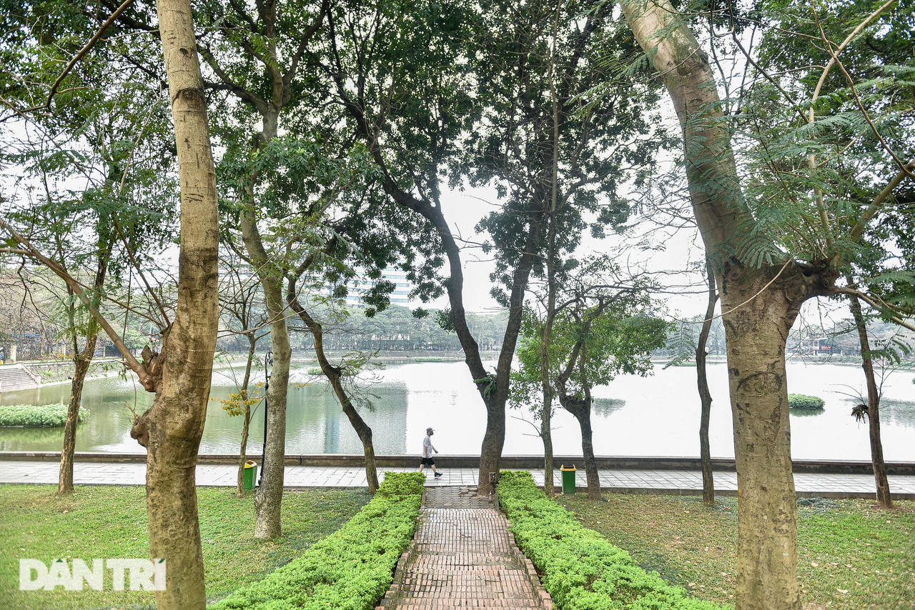 Loạt 'rừng cây' xinh xắn trong lòng Hà Nội 