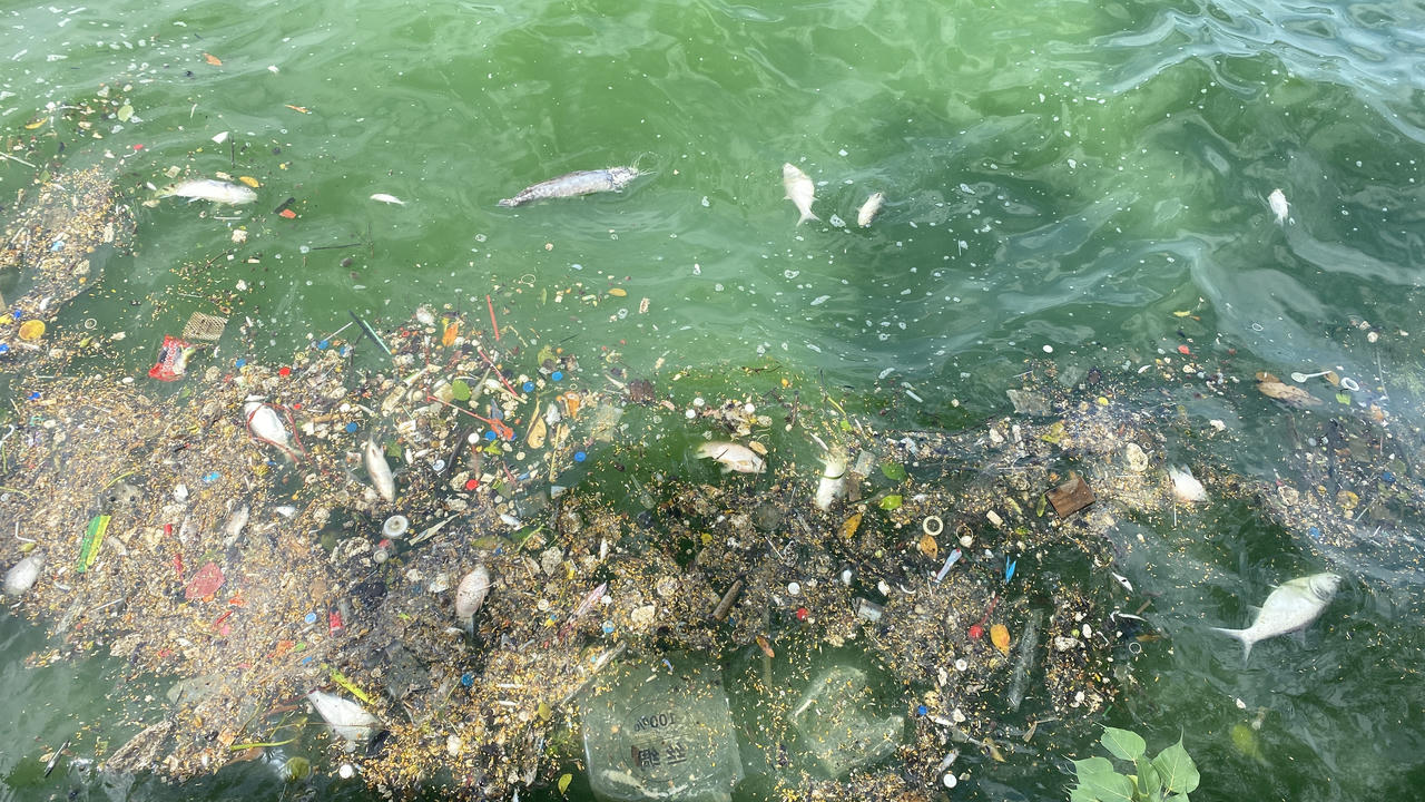 Cá lại chết nổi trắng mặt Hồ Tây