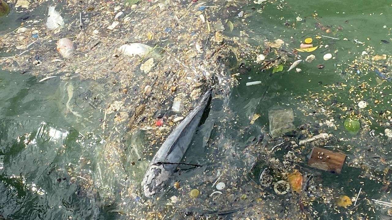 Cá lại chết nổi trắng mặt Hồ Tây