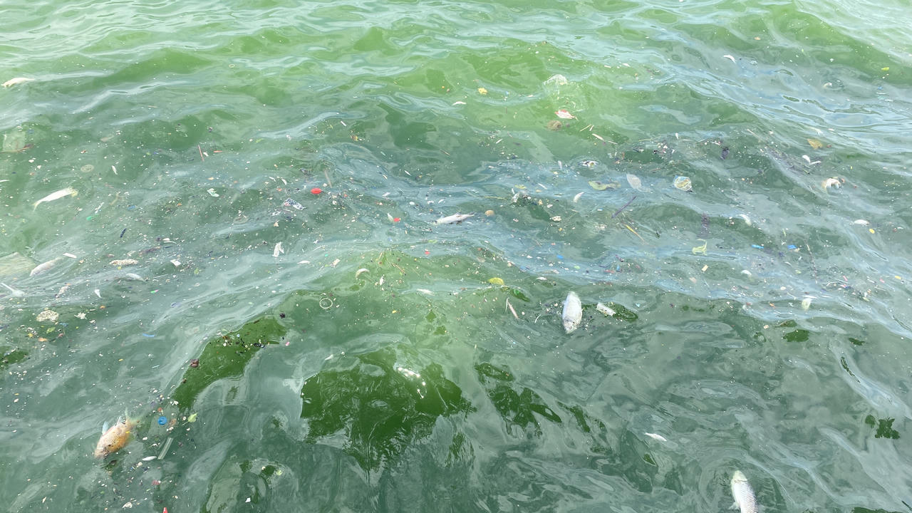 Cá lại chết nổi trắng mặt Hồ Tây