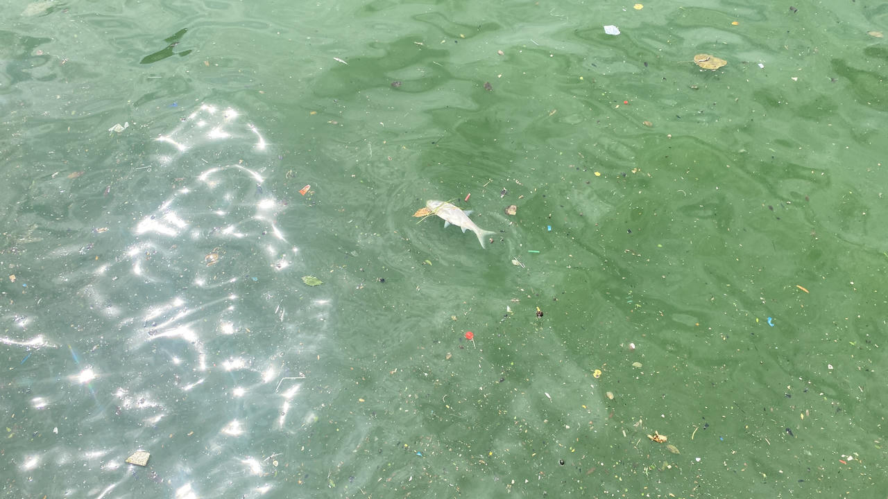 Cá lại chết nổi trắng mặt Hồ Tây