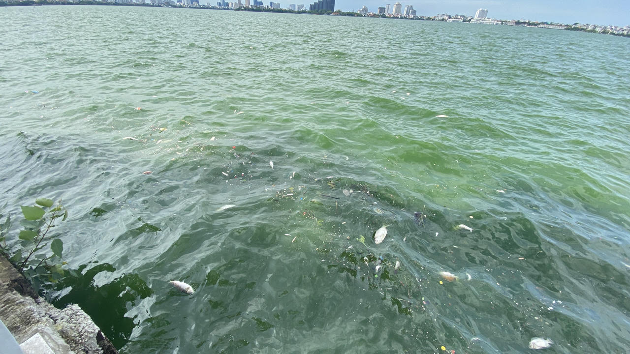 Cá lại chết nổi trắng mặt Hồ Tây