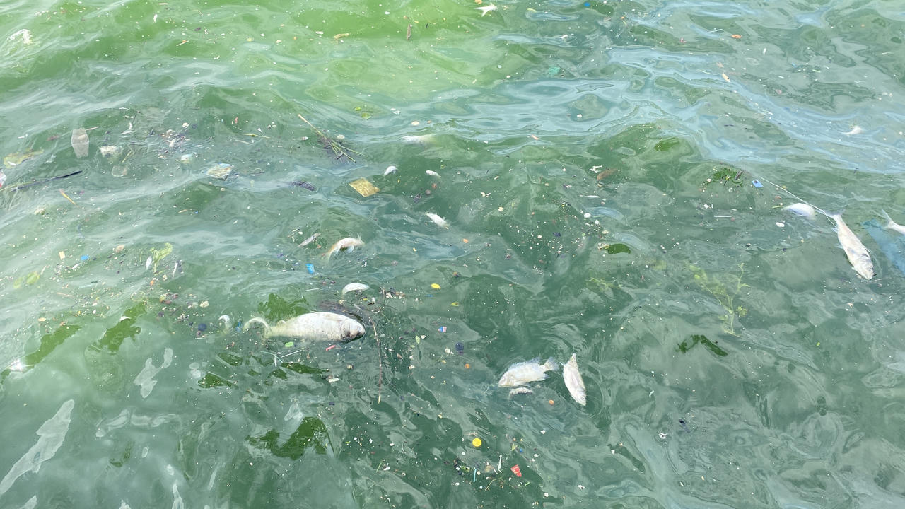 Cá lại chết nổi trắng mặt Hồ Tây