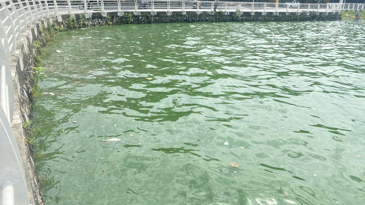 Cá lại chết nổi trắng mặt Hồ Tây