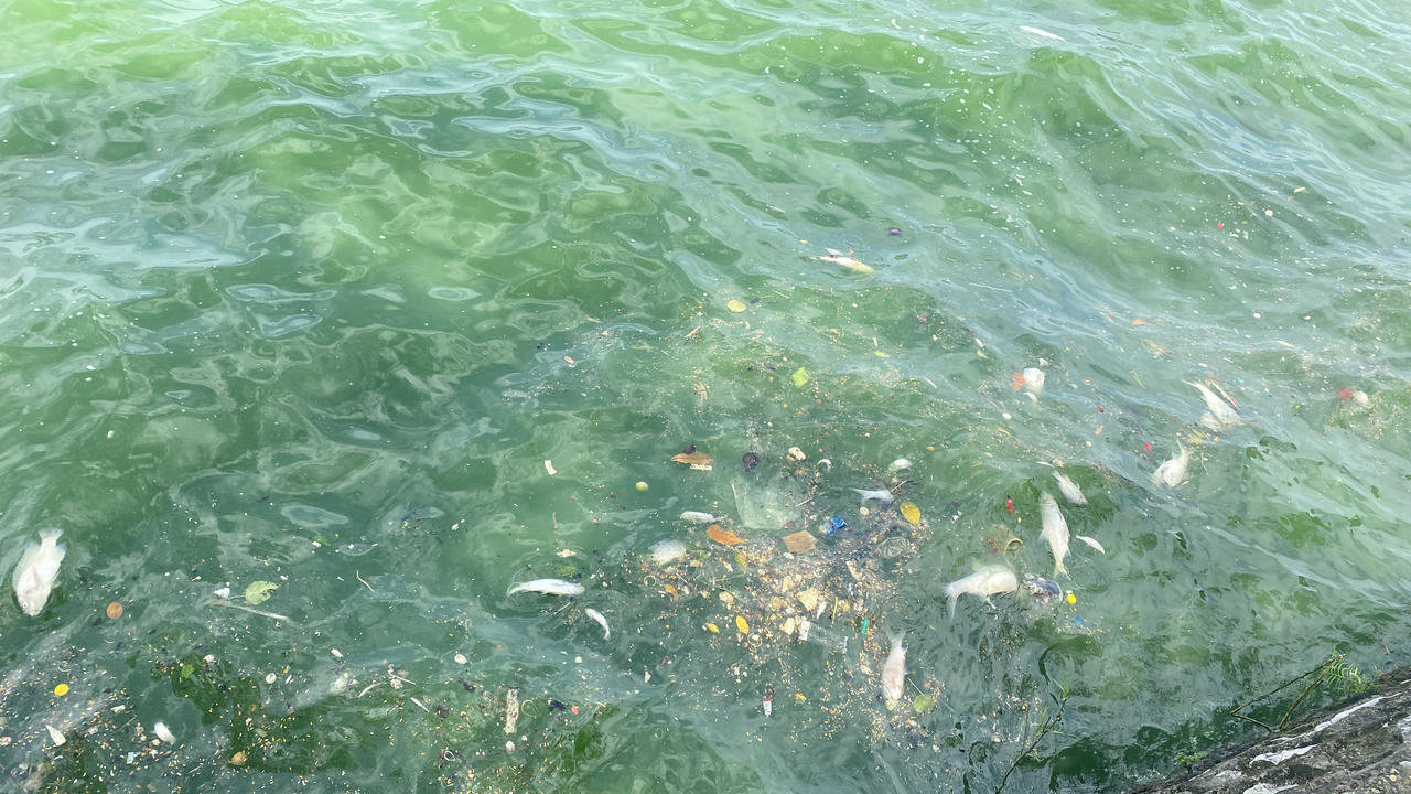 Cá lại chết nổi trắng mặt Hồ Tây