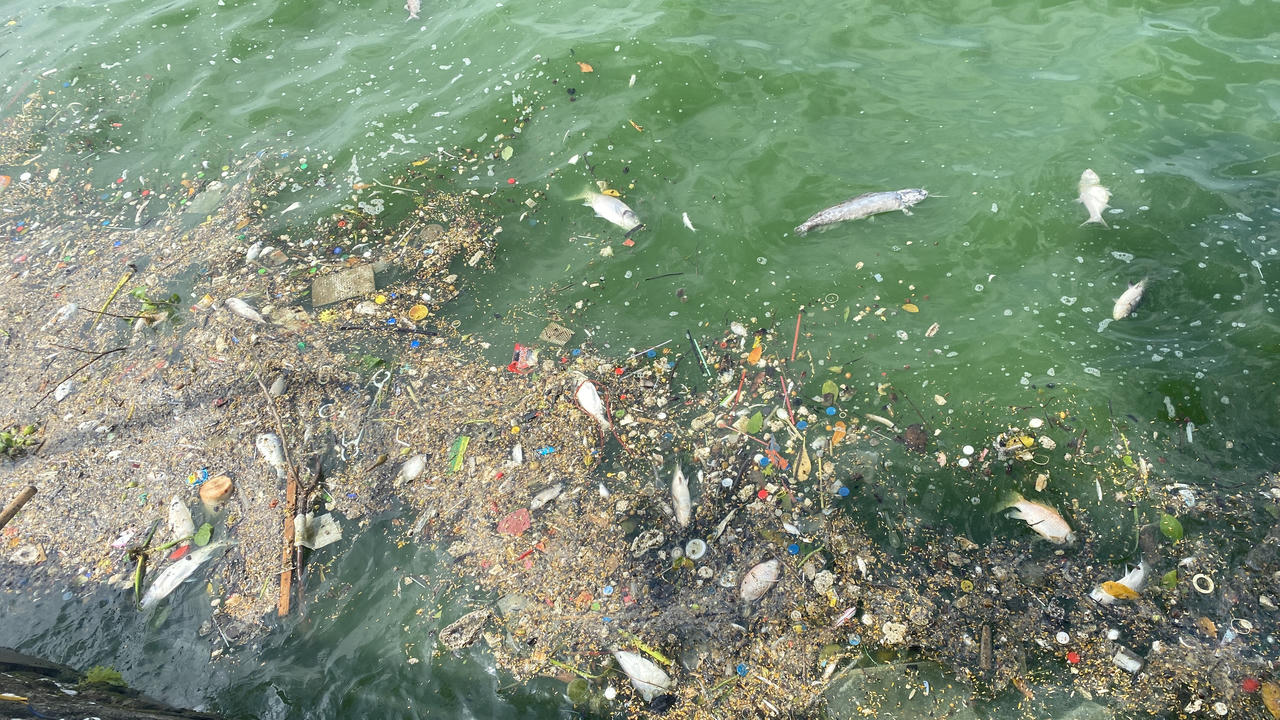 Cá lại chết nổi trắng mặt Hồ Tây