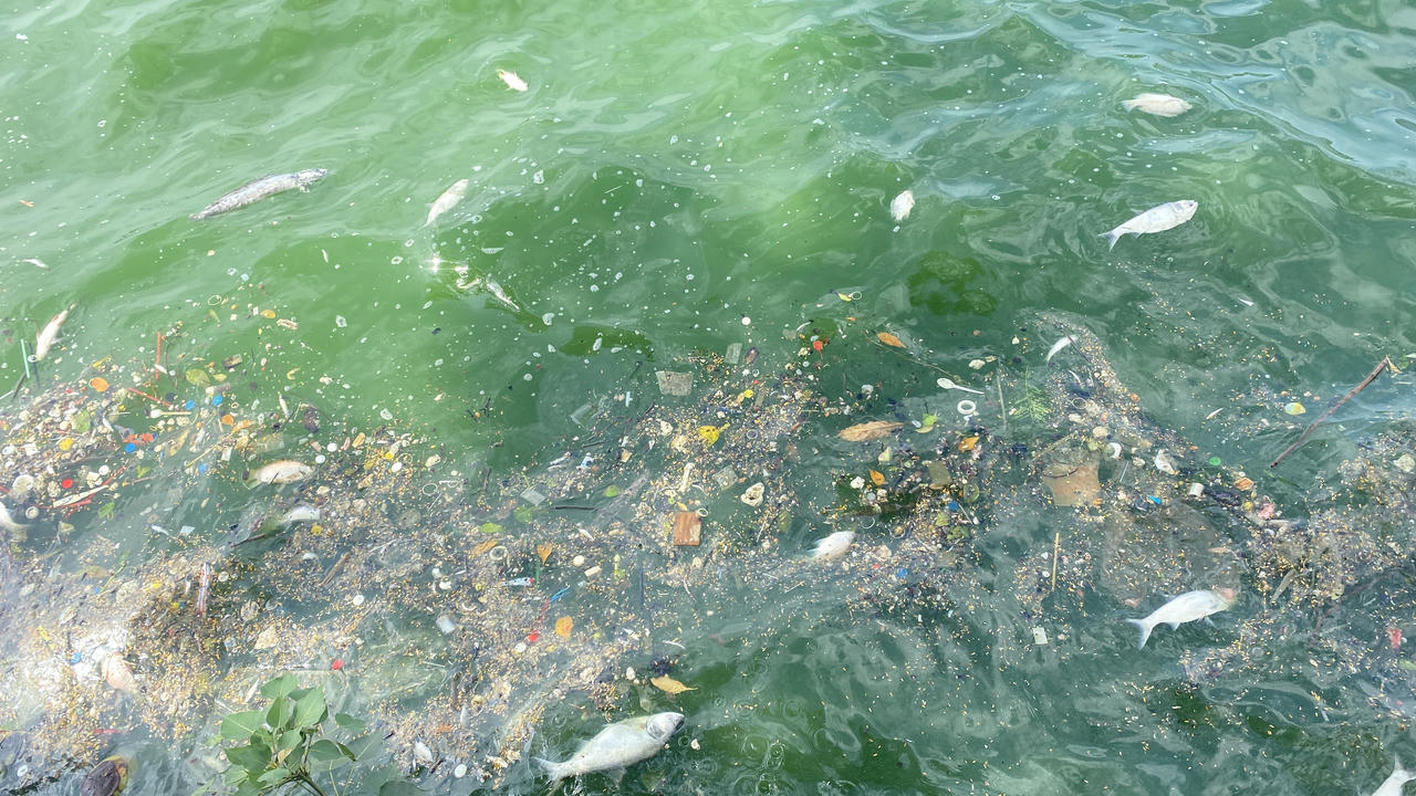 Cá lại chết nổi trắng mặt Hồ Tây