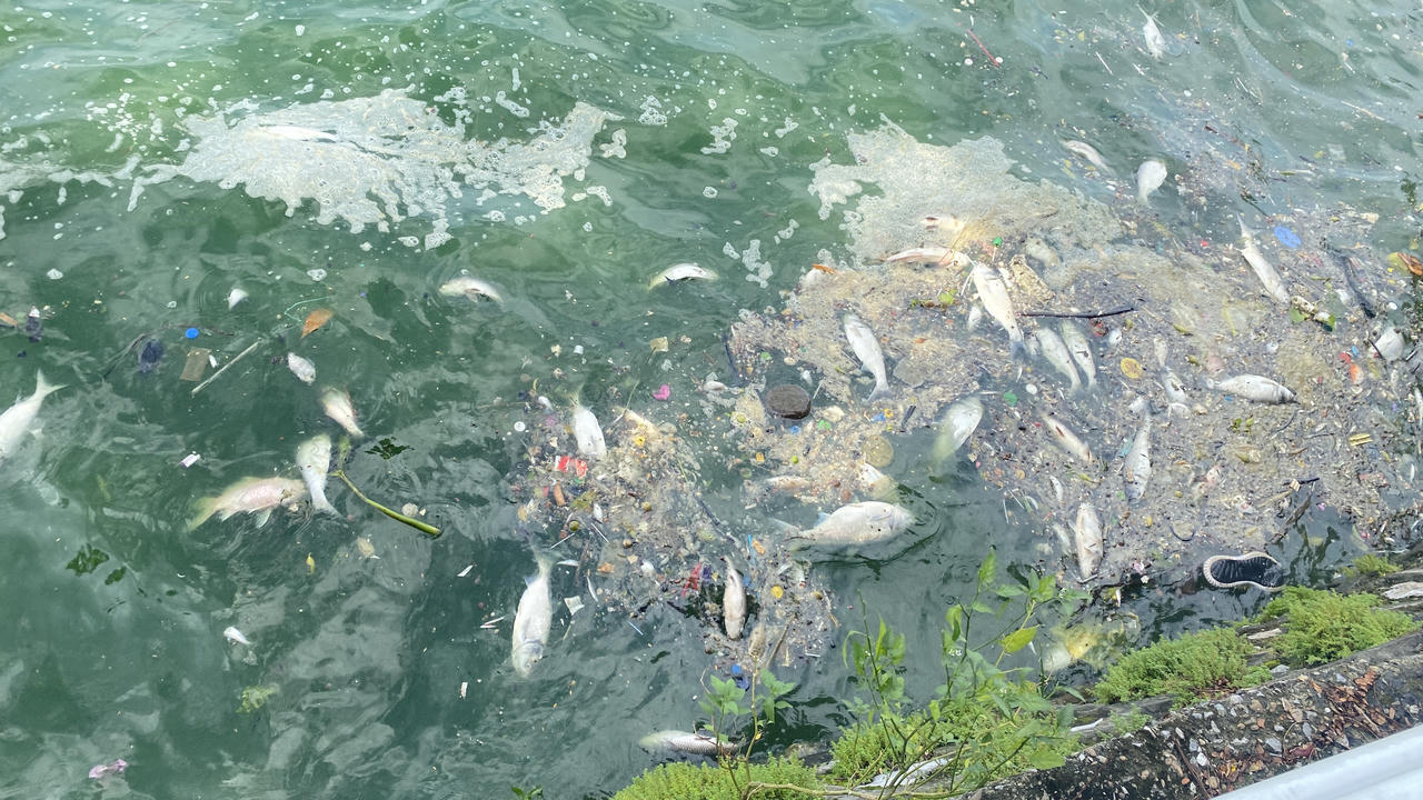 Cá lại chết nổi trắng mặt Hồ Tây