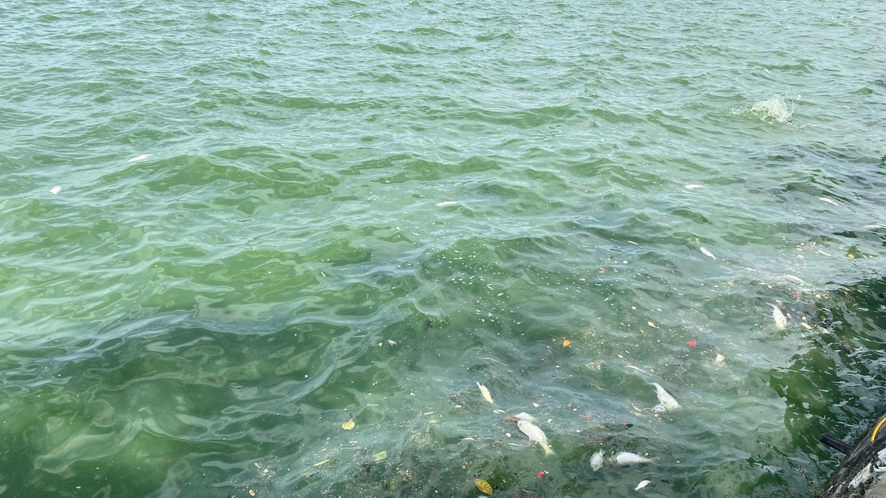 Cá lại chết nổi trắng mặt Hồ Tây