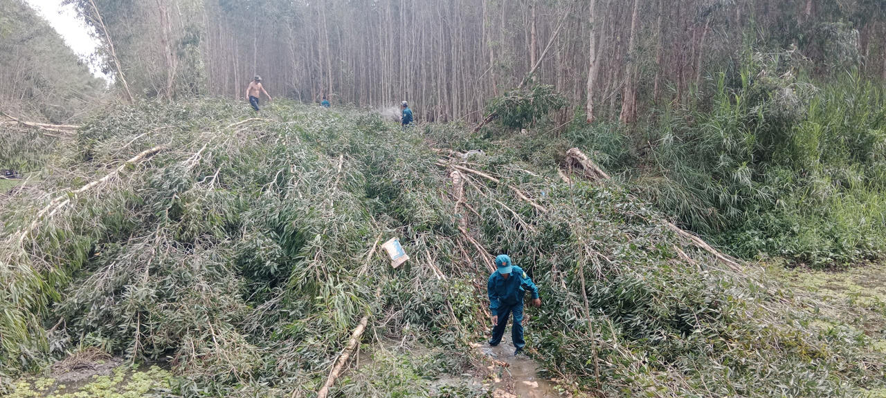 Trắng đêm dập lửa cứu 40ha rừng tràm ở Cà Mau