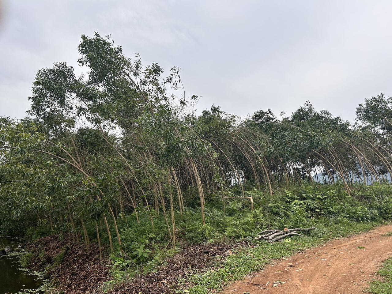 Giông lốc làm đổ cây, tốc mái nhà