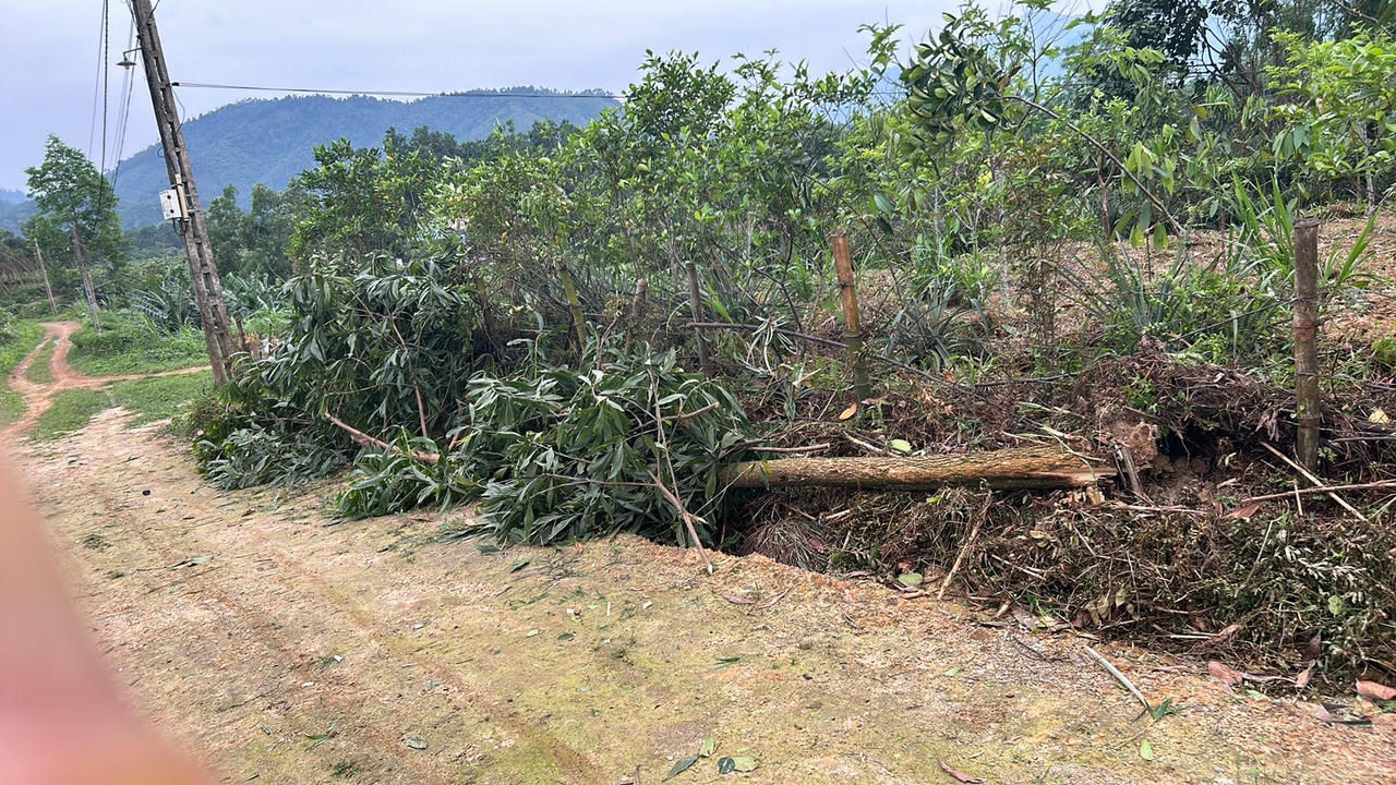 Giông lốc làm đổ cây, tốc mái nhà