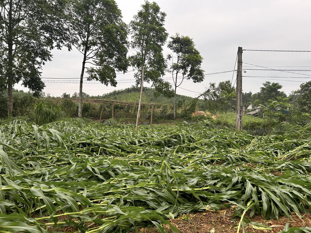 Giông lốc làm đổ cây, tốc mái nhà