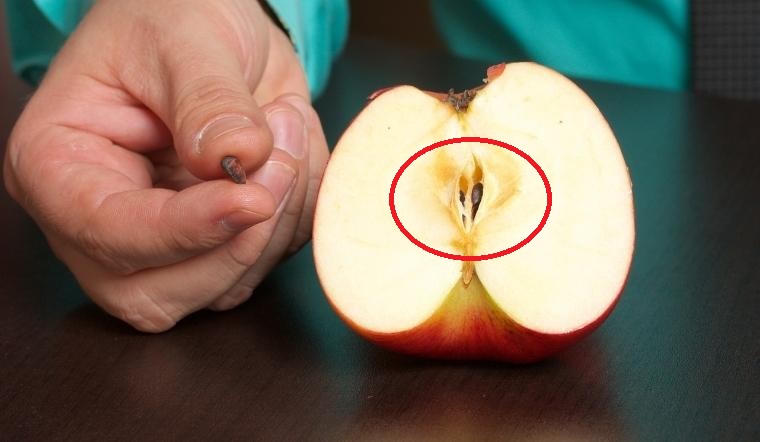 Ngăn chặn vụ việc thương tâm do Xyanua cách nào? - Bài 4: Cảnh giác với những thực phẩm tự nhiên chứa chất độc chết người