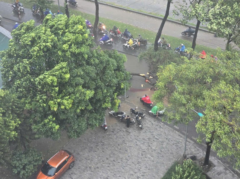 Loạt cây gãy đổ ở Hà Nội trước khi bão số 3 đổ bộ