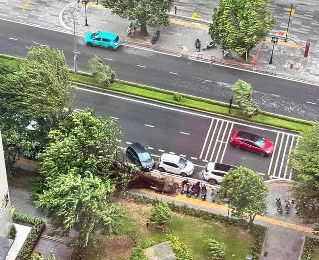 Loạt cây gãy đổ ở Hà Nội trước khi bão số 3 đổ bộ