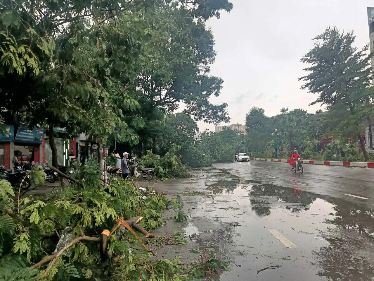 Mầm cây bật dậy bên đường phố Hà Nội sau mưa bão