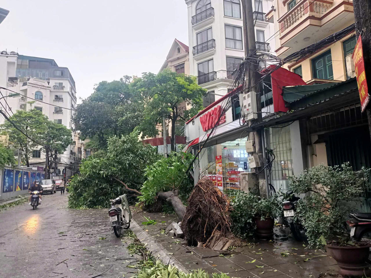 Mầm cây bật dậy bên đường phố Hà Nội sau mưa bão