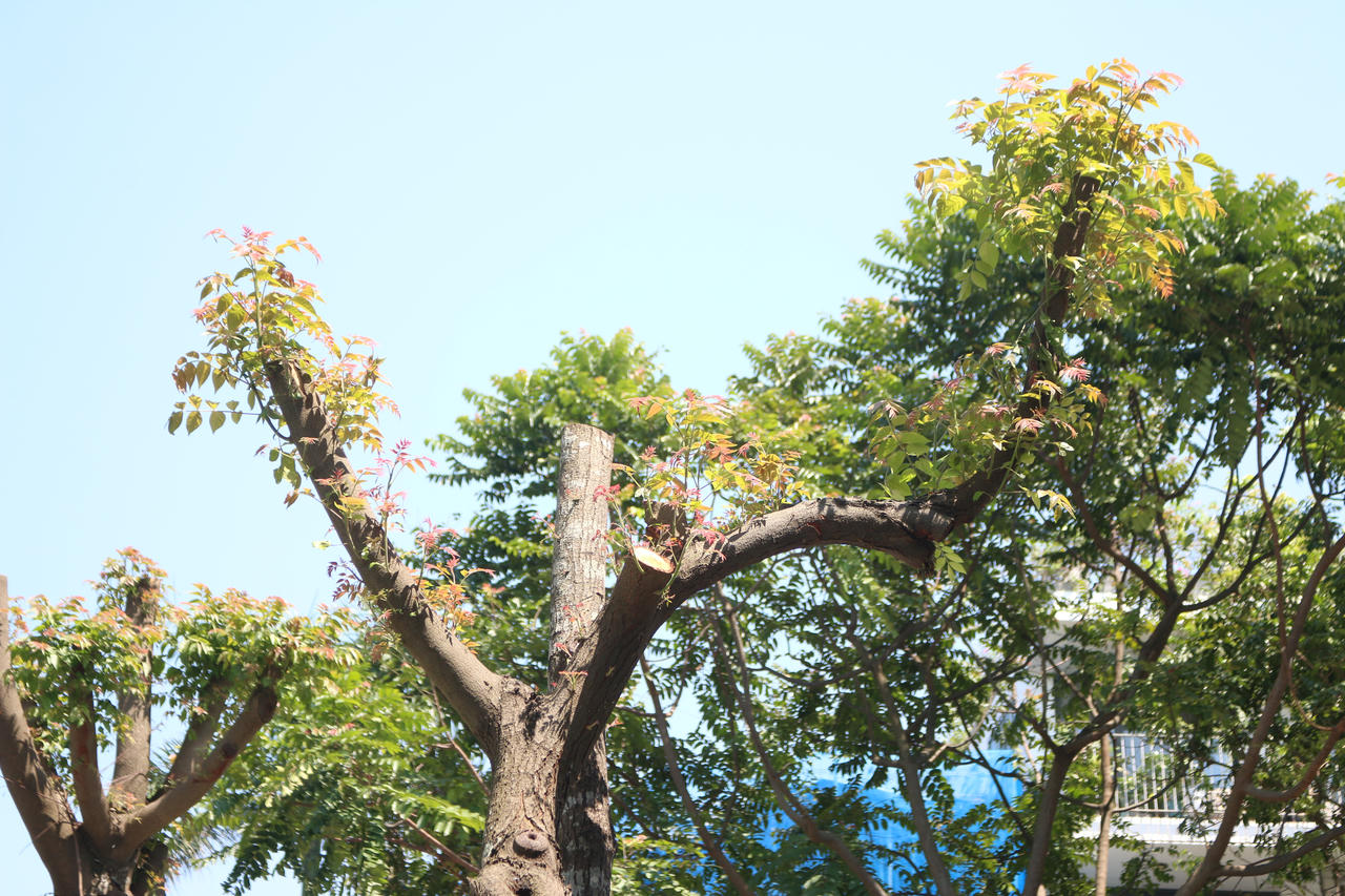 Mầm cây bật dậy bên đường phố Hà Nội sau mưa bão