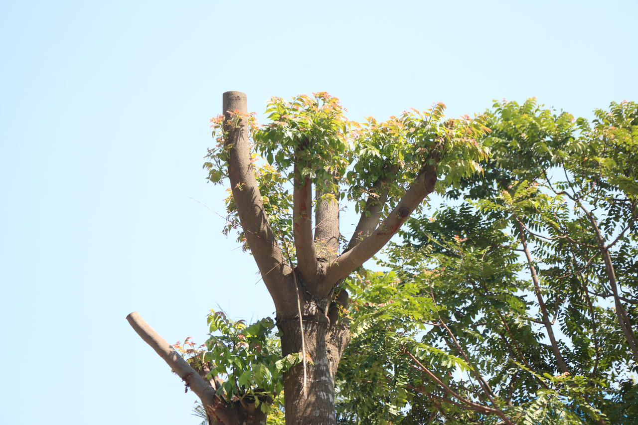 Mầm cây bật dậy bên đường phố Hà Nội sau mưa bão