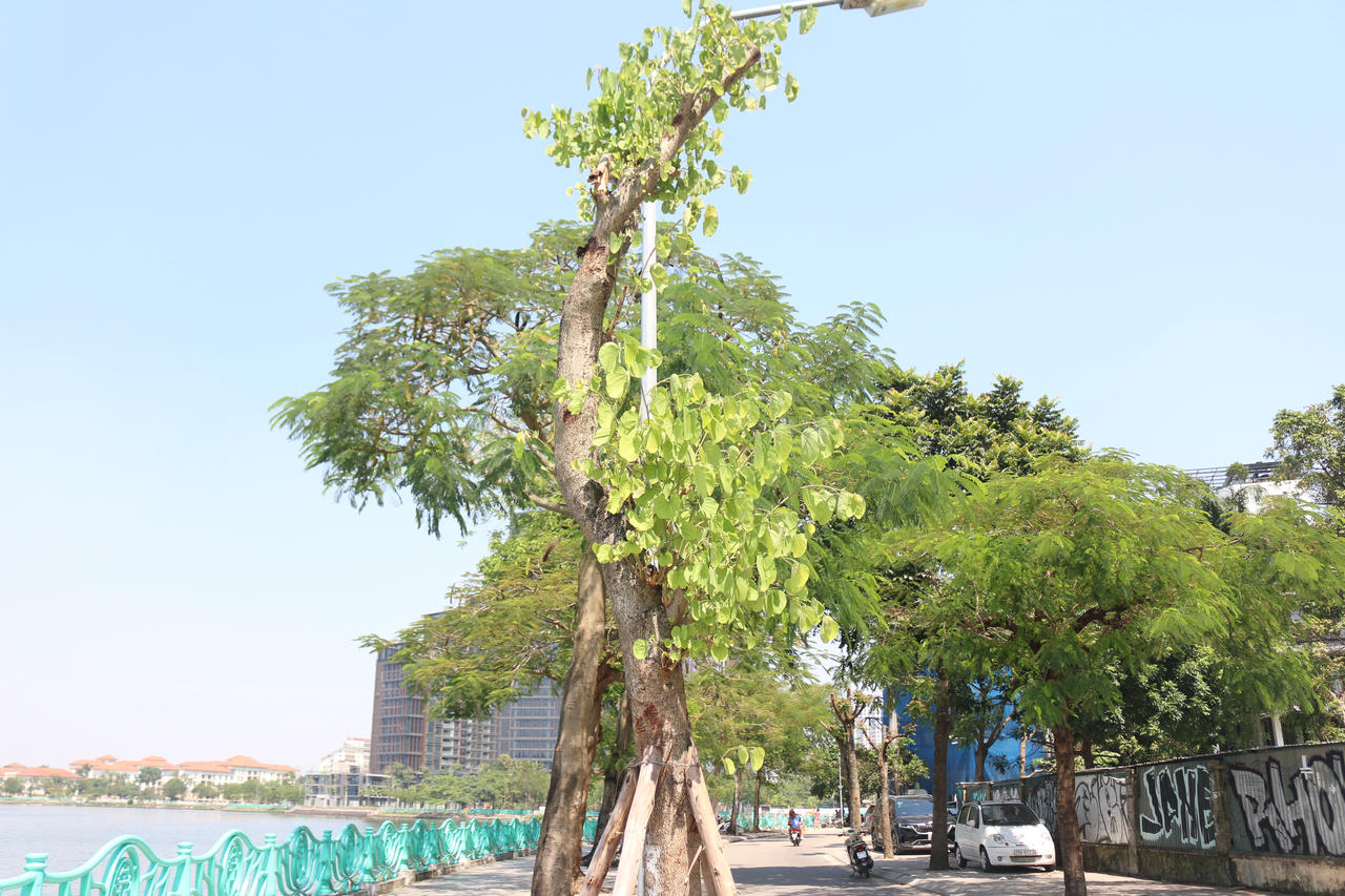 Mầm cây bật dậy bên đường phố Hà Nội sau mưa bão