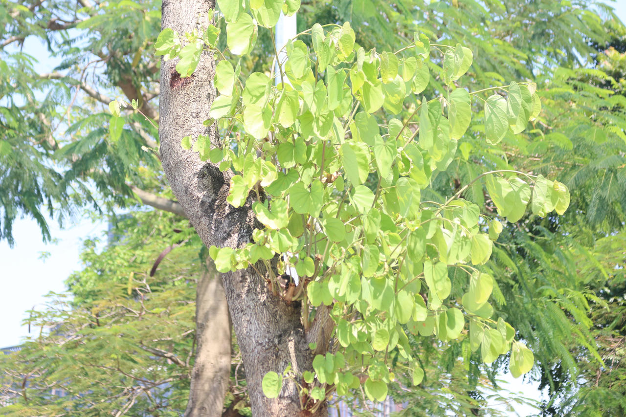 Mầm cây bật dậy bên đường phố Hà Nội sau mưa bão